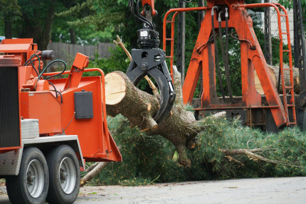 Trusted Dunnavant, AL Tree Service Experts